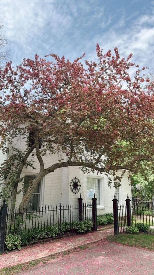 The Ginkgo Tree Bed & Breakfast Mount Pleasant Exterior photo